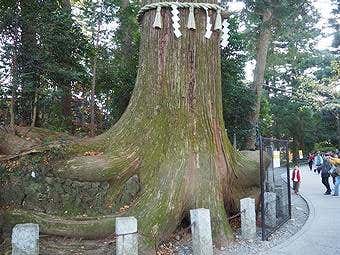 小仏峠から高尾山コースの終盤はたこ杉を通る