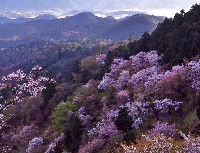 吉野山の桜がすごい