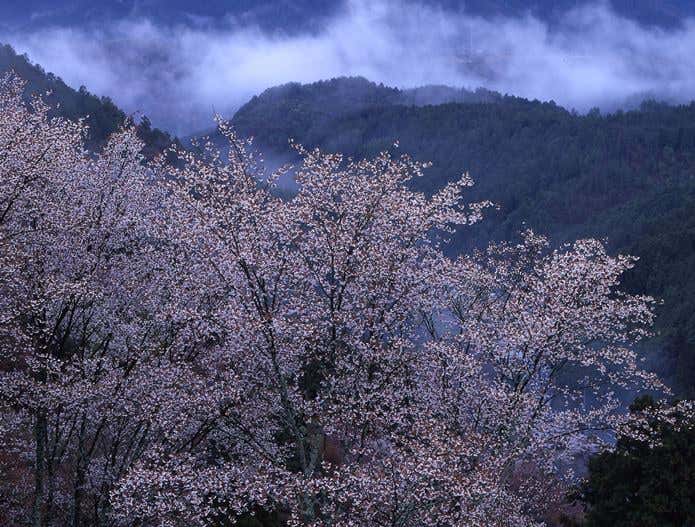 吉野山のエリアアクセス情報