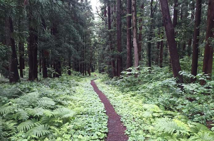 岩木山トレイルランニング