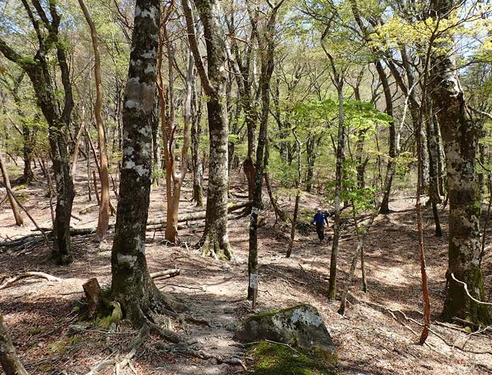 天城山の登山道