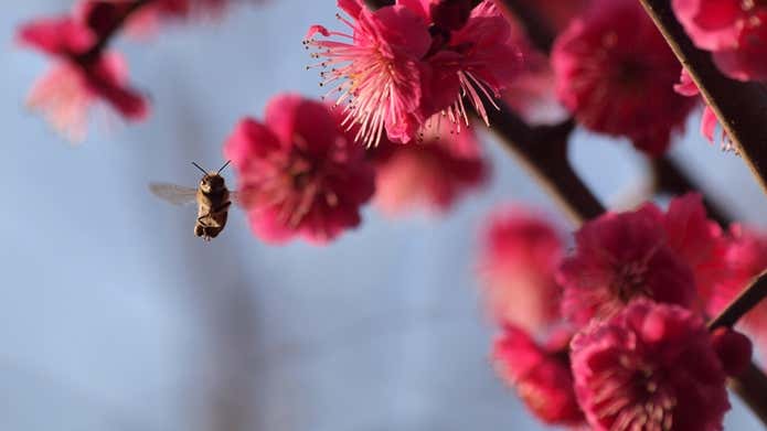 蜂