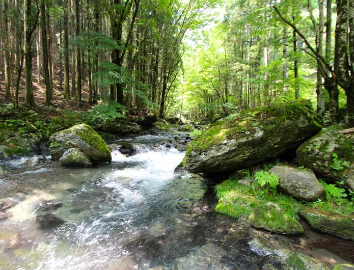 森林浴ができる川と林