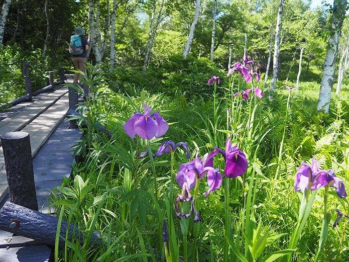 入笠山 入笠湿原のあやめ
