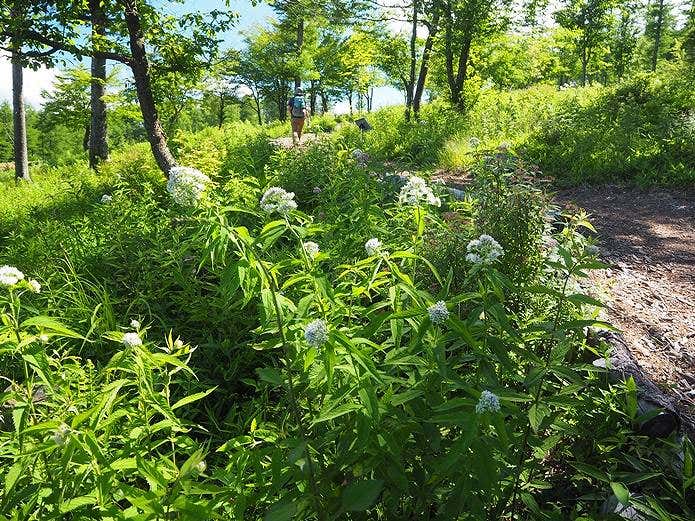 入笠湿原 山野草公園