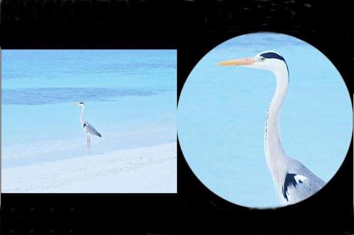 単眼鏡でみた鶴