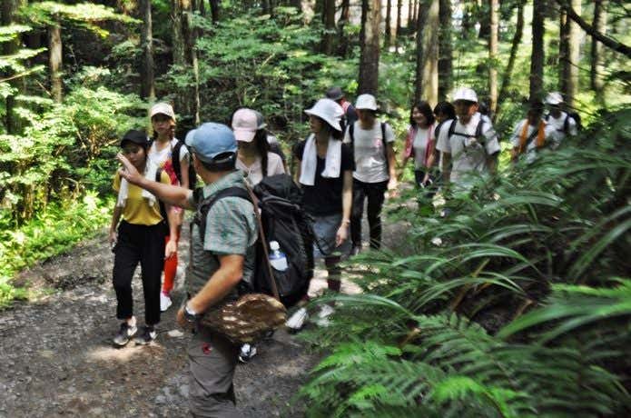 山モリフェス　木漏れ日の登山道