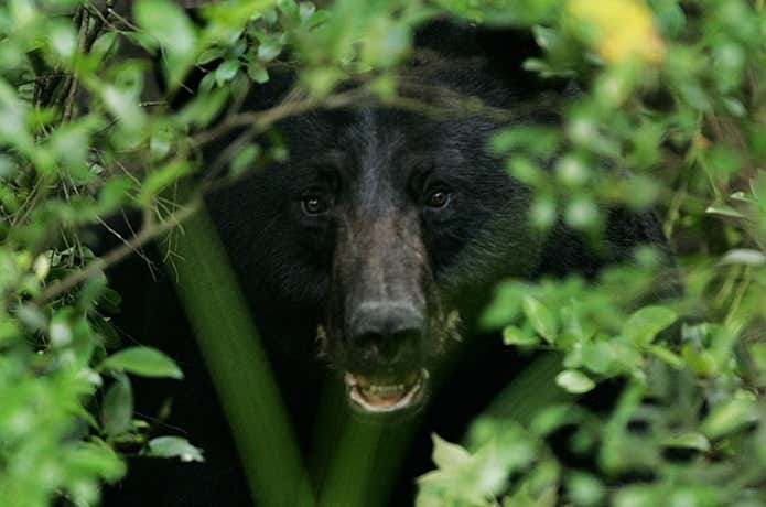 山でクマに襲われた！クマと死闘のすえ生還した人の実話集 | YAMA HACK