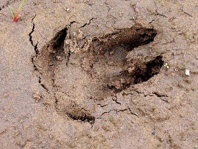 土の上に残された猪の足跡