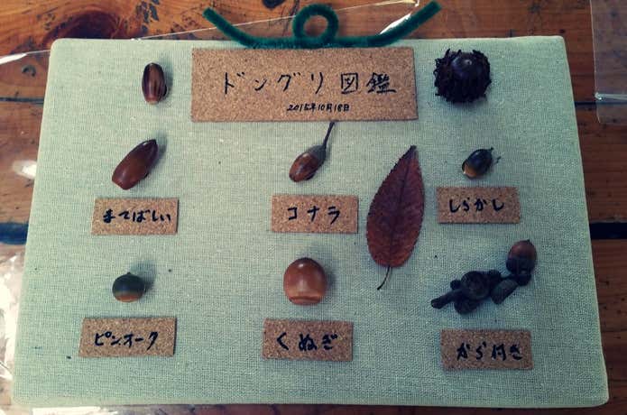 ドングリの標本
