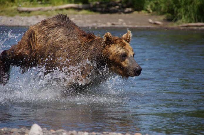 クマ死闘の実話