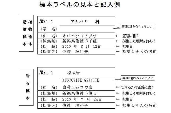 標本ラベル