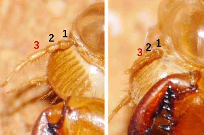 アブラゼミとミンミンゼミの抜け殻の違い