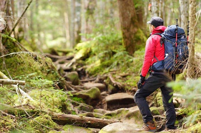 森に佇む登山者