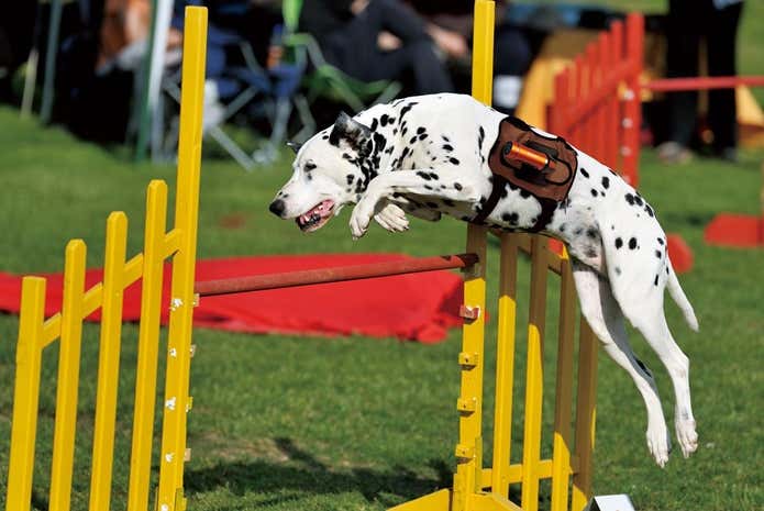パナソニックのウェアラブルカメラをつけた犬