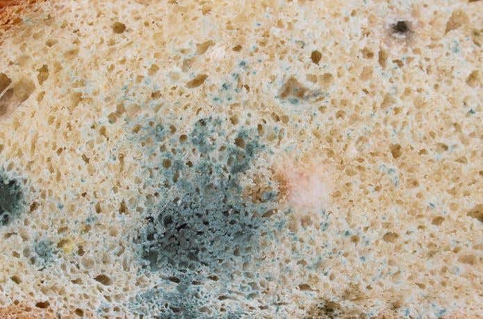 セームタオルにカビが生える