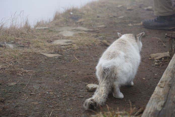 尻尾もまるまるした塔くん