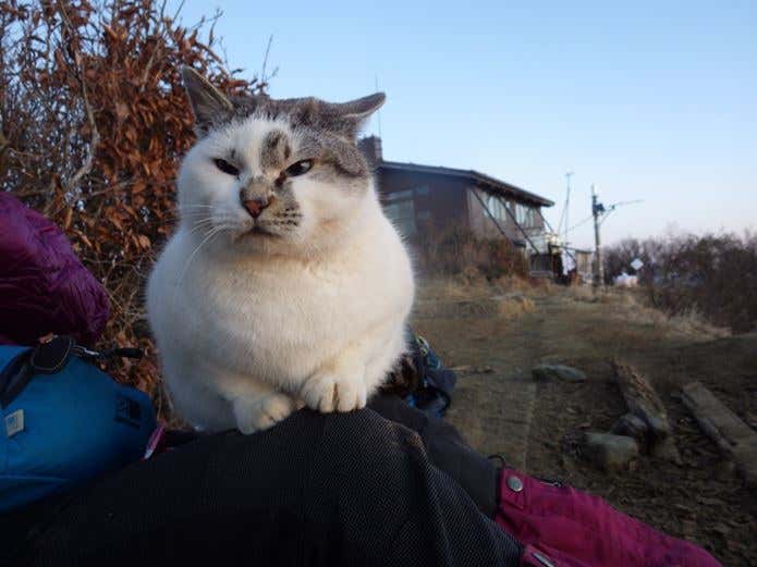 塔ノ岳の癒しの番人