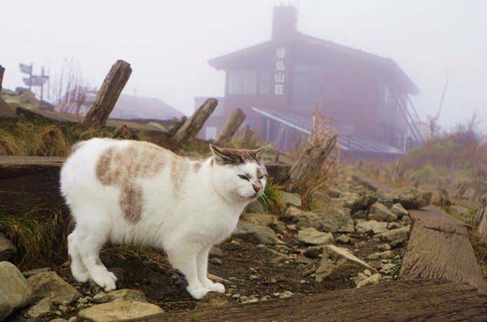 丹沢の猫