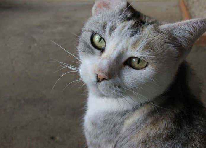 山小屋猫のミケちゃん