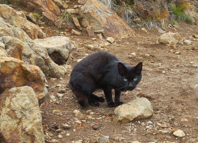 元山小屋猫の黒猫さん