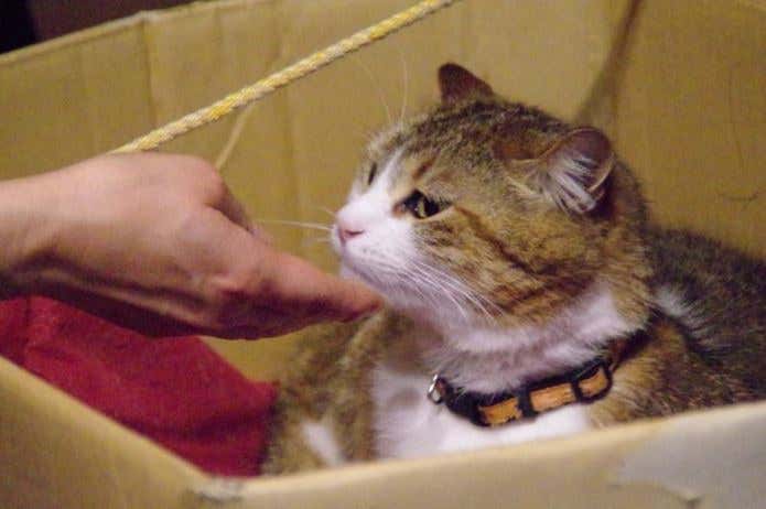 箱に入っているミーコさん