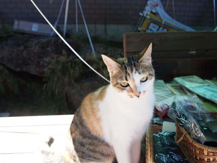元山小屋猫ちゃん