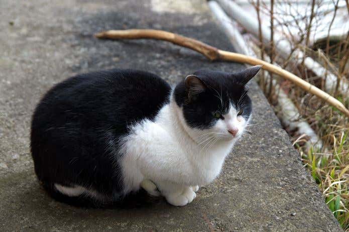 毛並みがキレイな猫