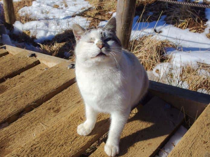 ウインクしている塔くん