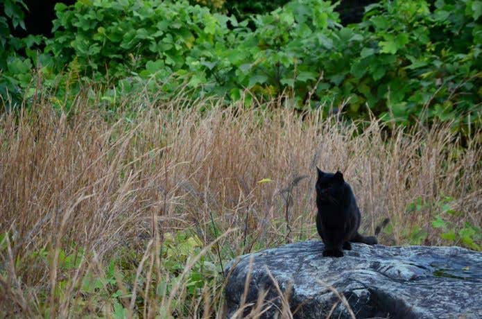 石の上に佇む猫