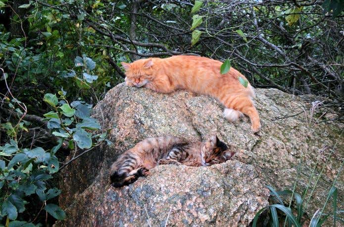 岩の上に寝そべる猫