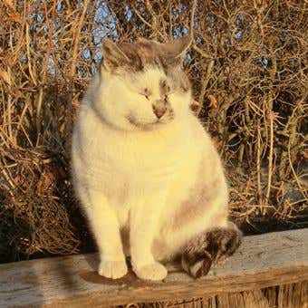 目が閉じている塔くん