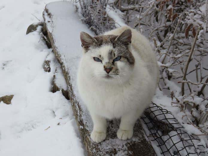 冬でも現れる塔くん