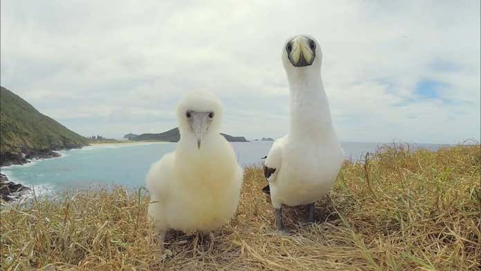 雛鳥の写真