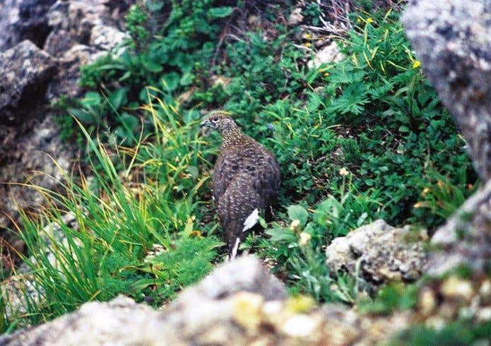 ライチョウ