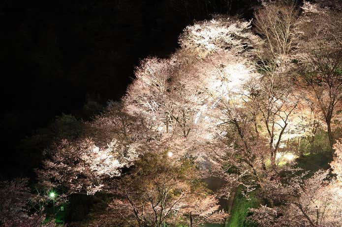 吉野山の桜のライトアップの写真