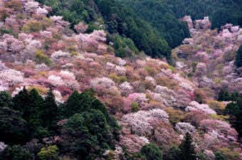 吉野山の桜を見に行こう！