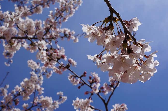 吉野山のエリア別お花見名所!