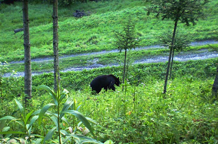 森の中を歩く熊