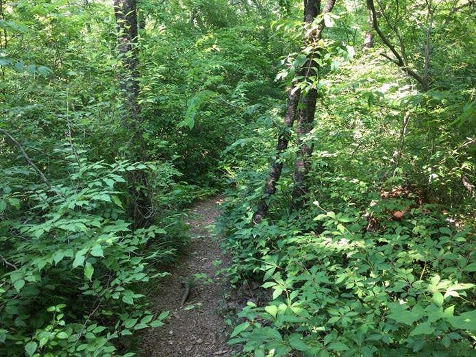 おむすび山方面の登山道