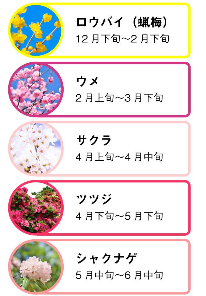 宝登山の花暦