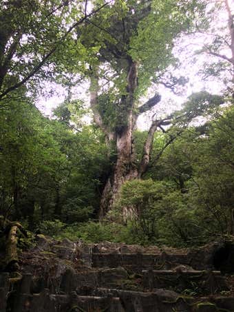 屋久島縄文杉の画像