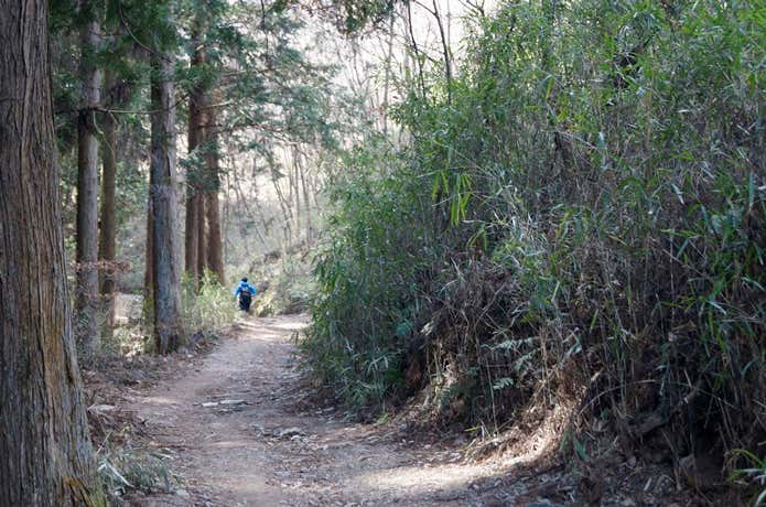 宝登山 長瀞アルプスの登山道