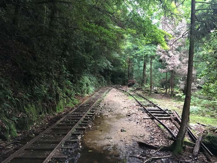 屋久島縄文杉登山コースのトロッコ道の画像