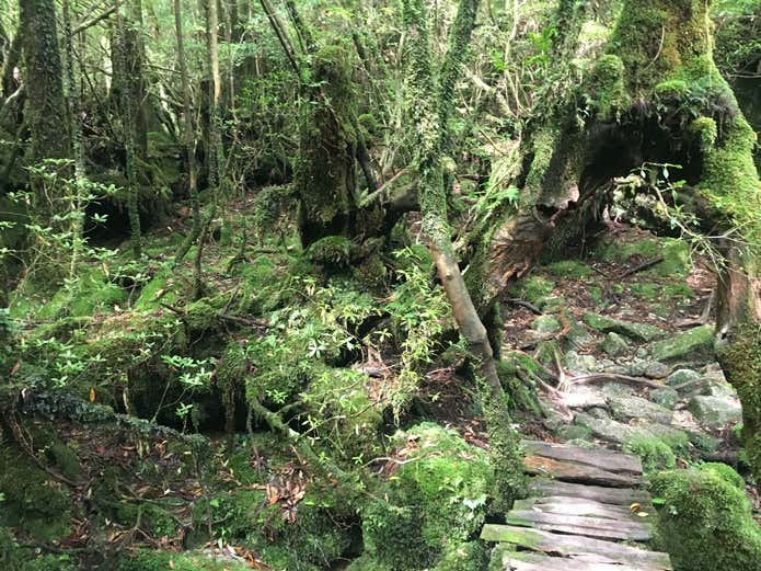屋久島苔むす森の画像