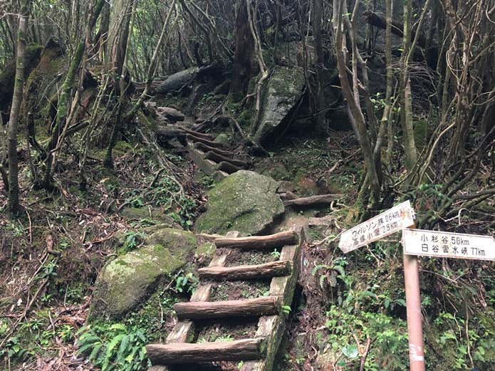 屋久島縄文杉登山コース途中の画像