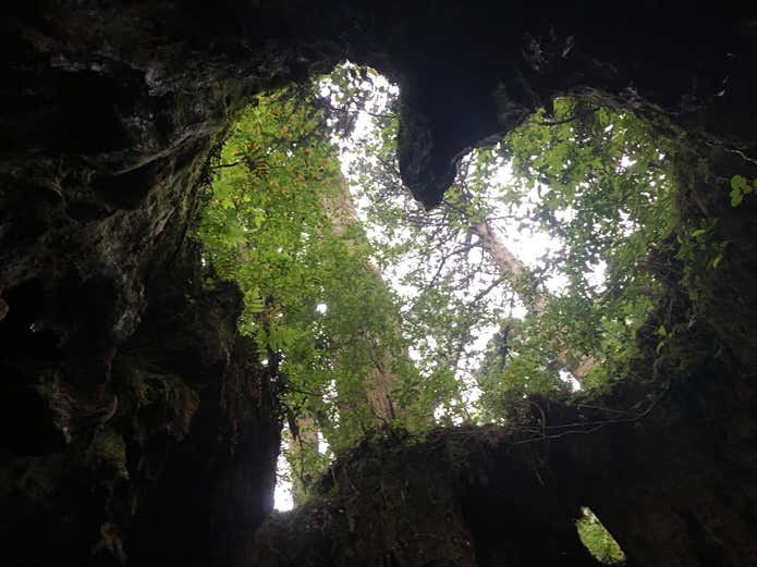 屋久島ウィルソン株の画像