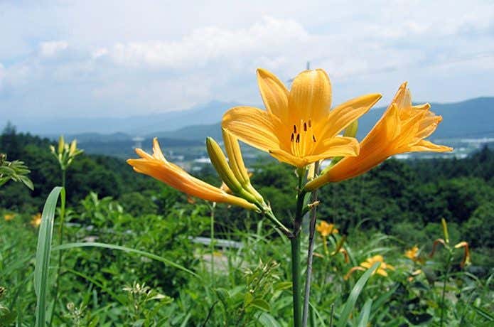 飯盛山で咲くニッコウキスゲの画像