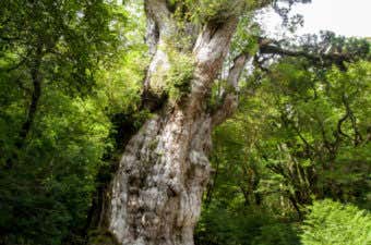 屋久島登山で見られる縄文杉の画像