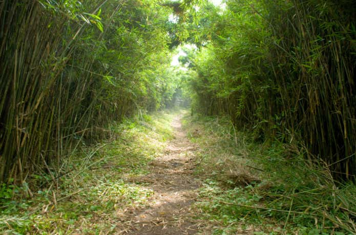 明神ヶ岳~金時山のコース途中